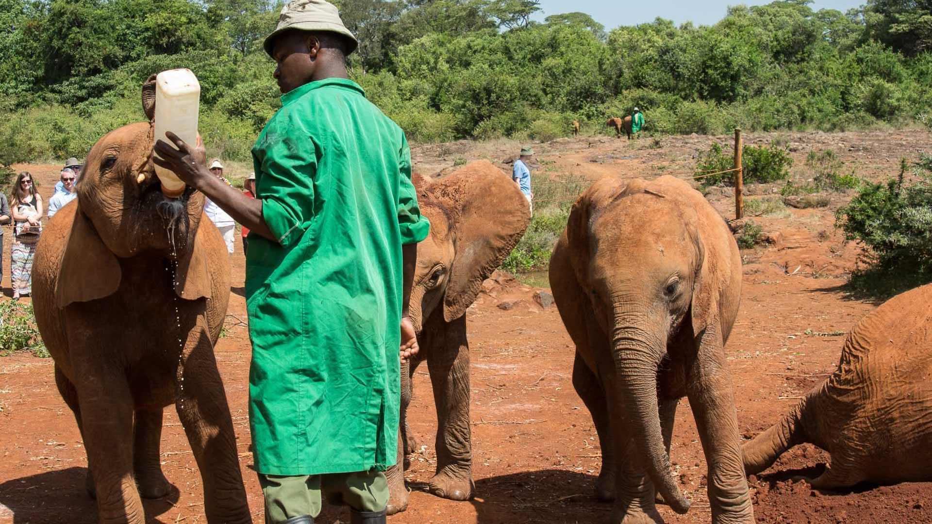 halfday david shedricks elephant orphanage and giraffe center