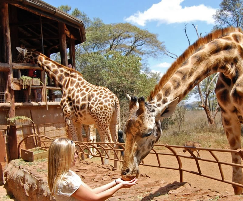 halfday david shedricks elephant orphanage & giraffe center