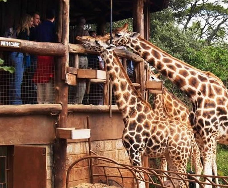 halfday david shedricks elephant orphanage & giraffe center