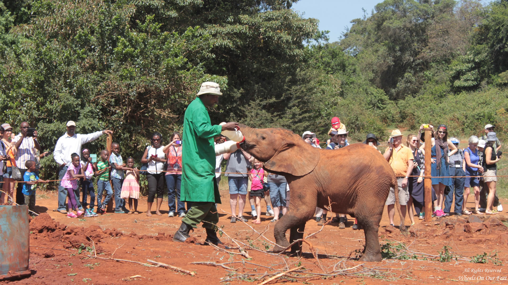 nairobi national park & david shedricks elephant orphanage